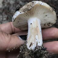 Image de Russula densifolia Secr. ex Gillet 1876