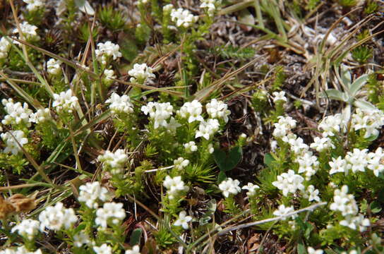 Image of Asperula gunnii Hook. fil.