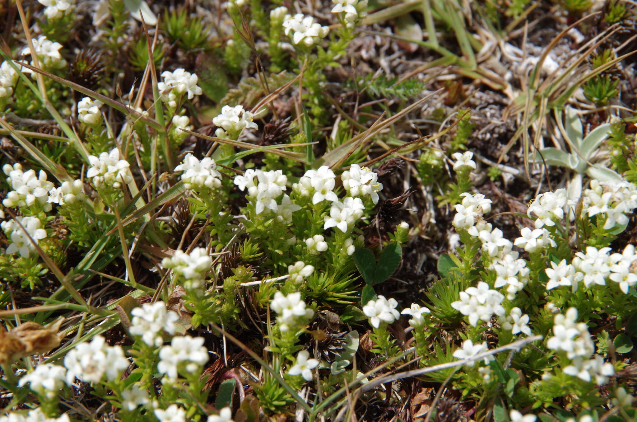 Imagem de Asperula gunnii Hook. fil.