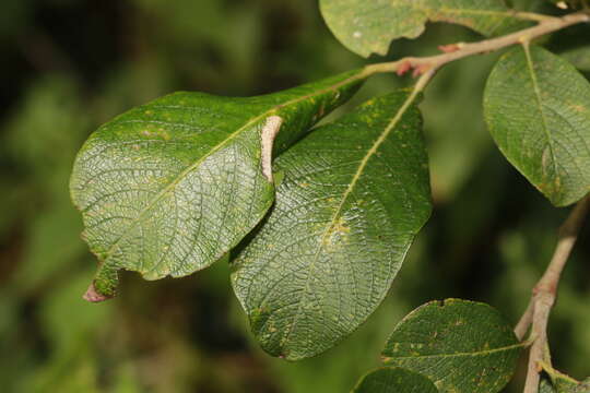 Image of Phyllonorycter salicicolella (Sircom 1848)