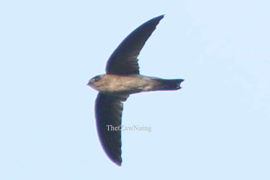 Image of Black-nest Swiftlet