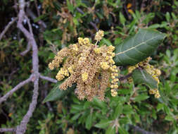 Image of Holm Oak