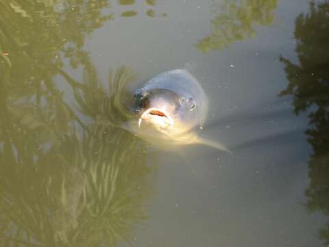 Image of common carp, carp