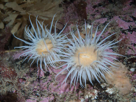 Image of thenarian burrowing anemones