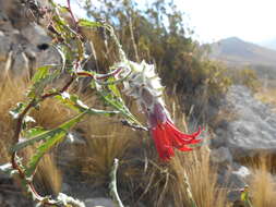 Image of Mutisia lanigera Wedd.