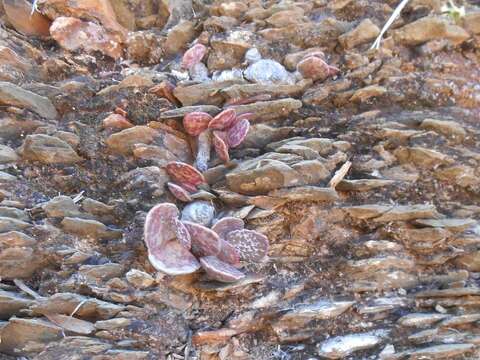 Image of Adromischus schuldtianus subsp. schuldtianus