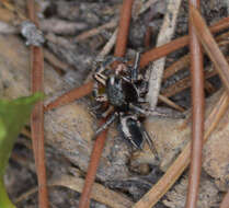 Image of Habronattus kubai (Griswold 1979)