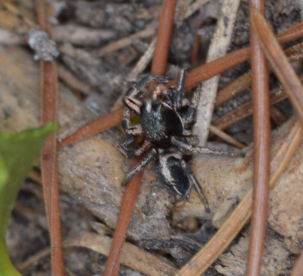 Image of Habronattus kubai (Griswold 1979)