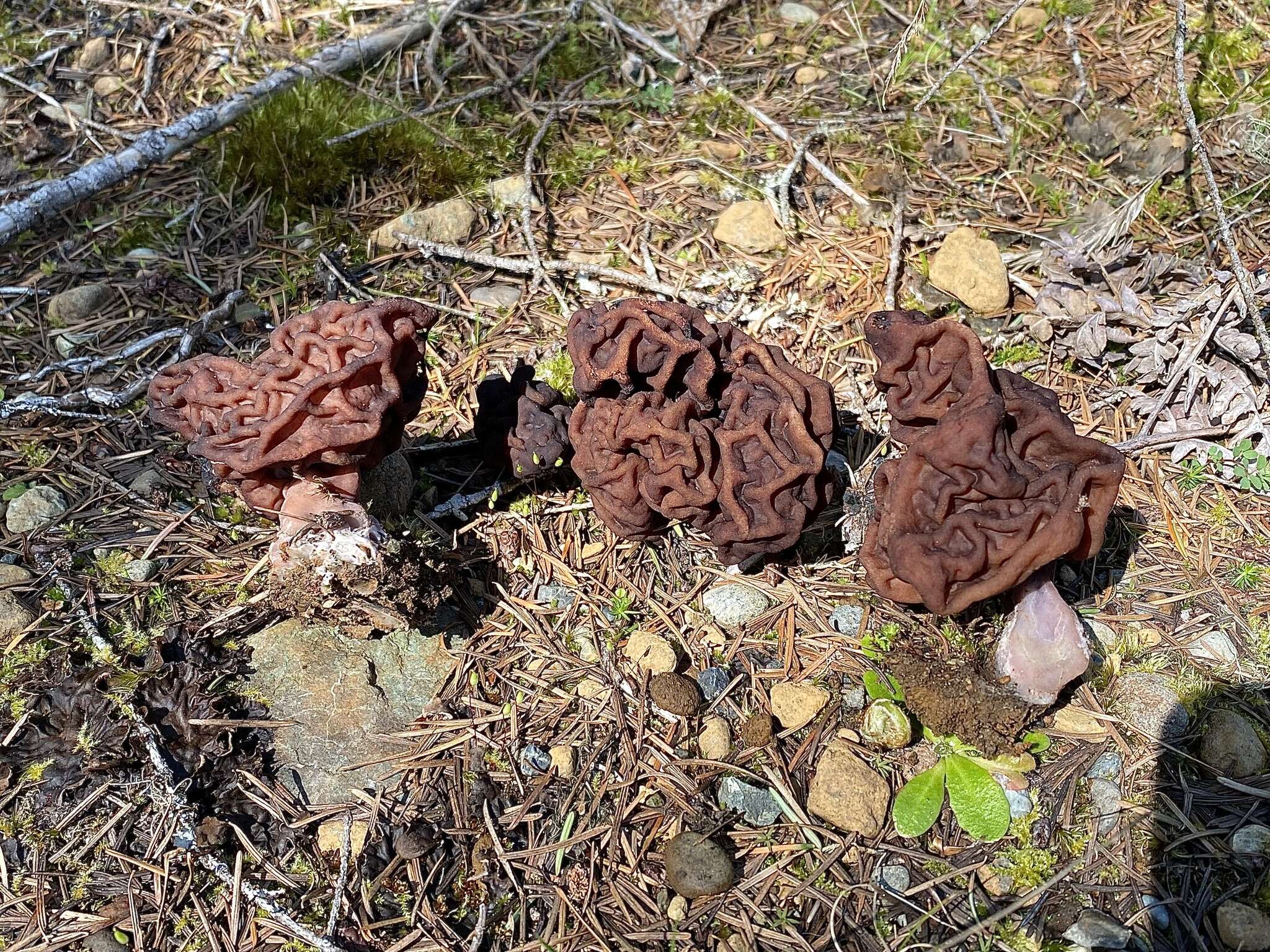 Gyromitra venenata Hai J. Li, Z. H. Chen & Zhu L. Yang resmi