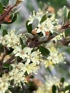 Image of Phebalium squamulosum subsp. ozothamnoides (F. Müll.) Paul G. Wilson