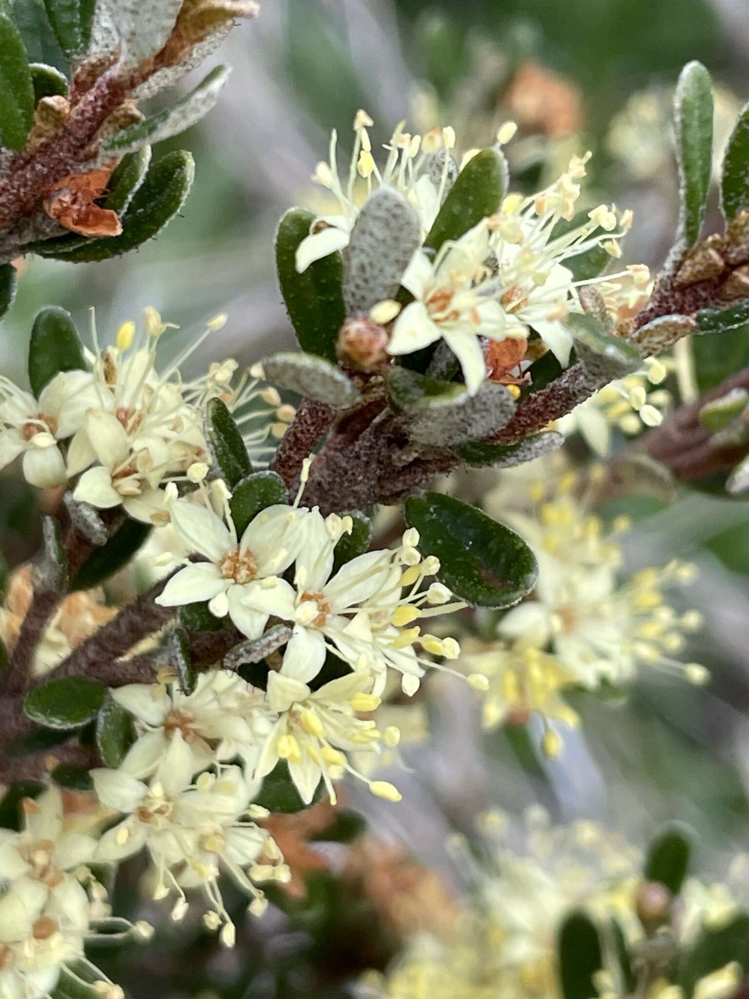 Image of Phebalium squamulosum subsp. ozothamnoides (F. Müll.) Paul G. Wilson