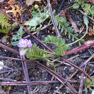 Image of Astragalus pelecinus (L.) Barneby