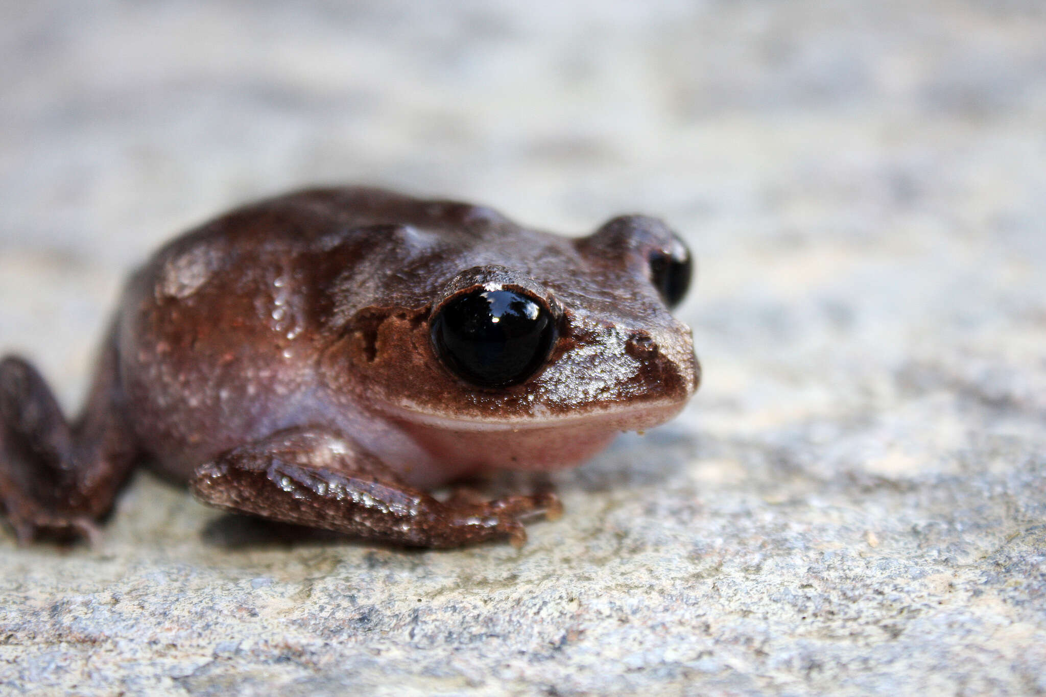 Image of Leptobrachium tagbanorum Brown, Siler, Diesmos & Alcala 2010