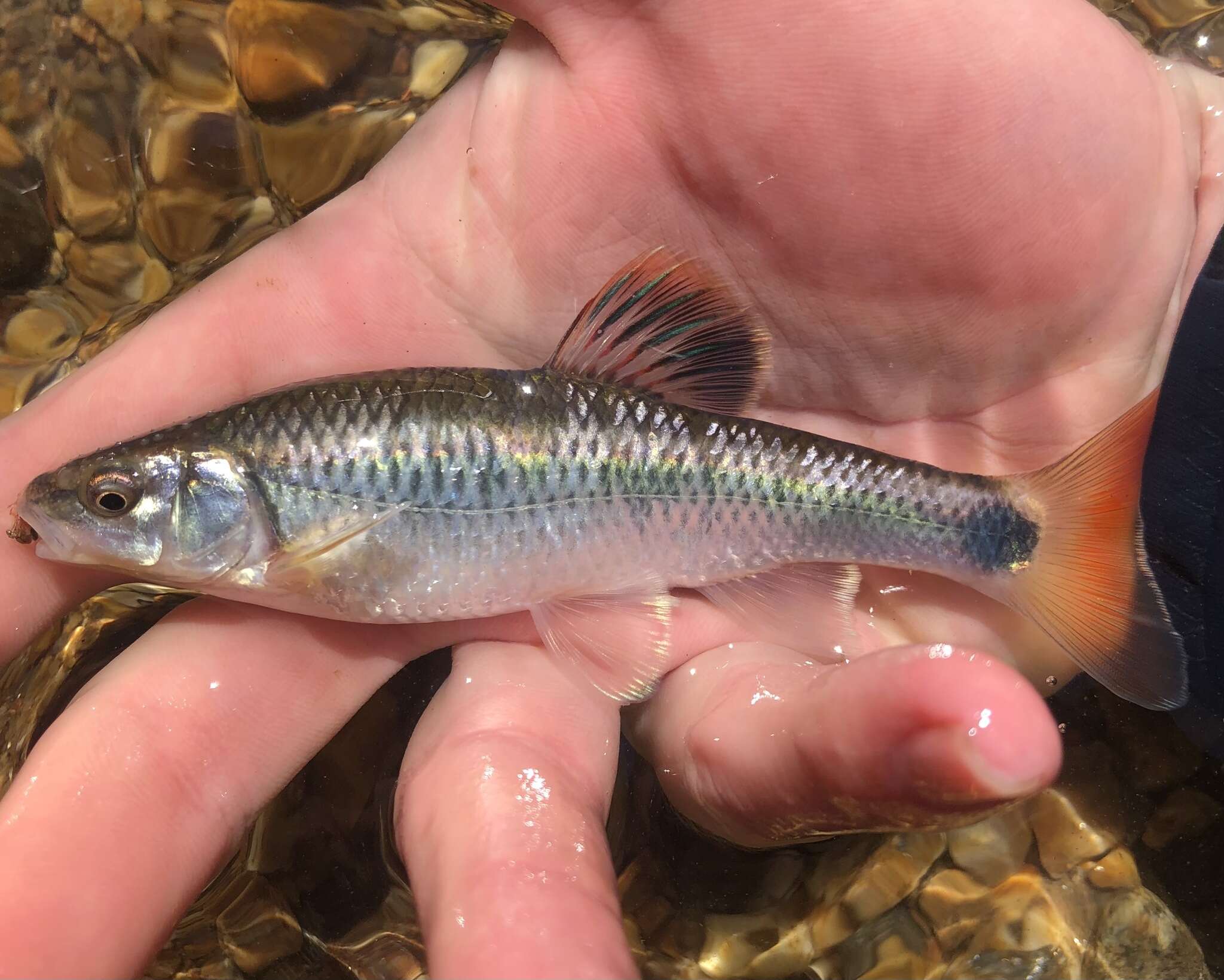 Image of Alabama shiner