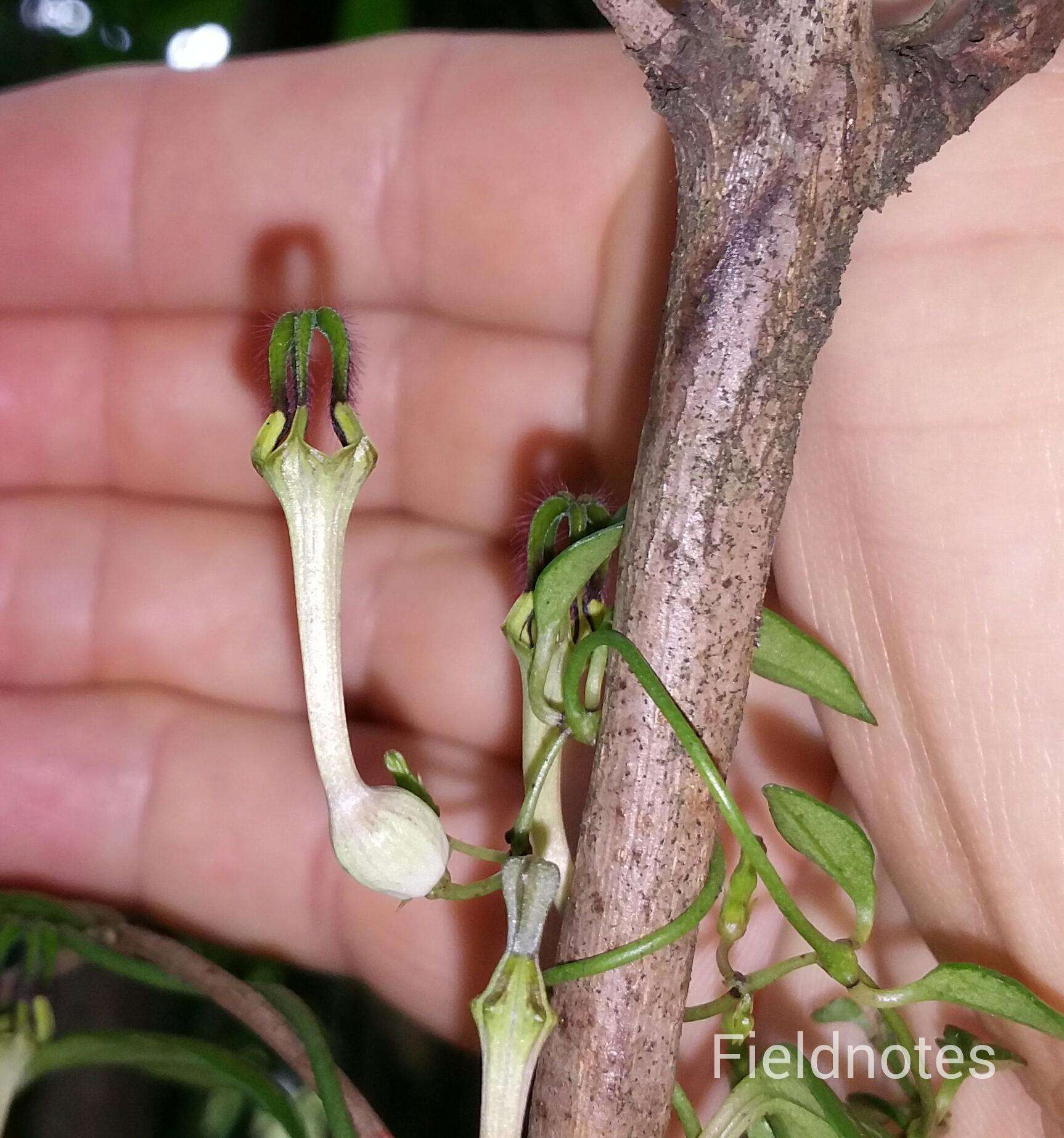 Image of Ceropegia linearis E. Mey.