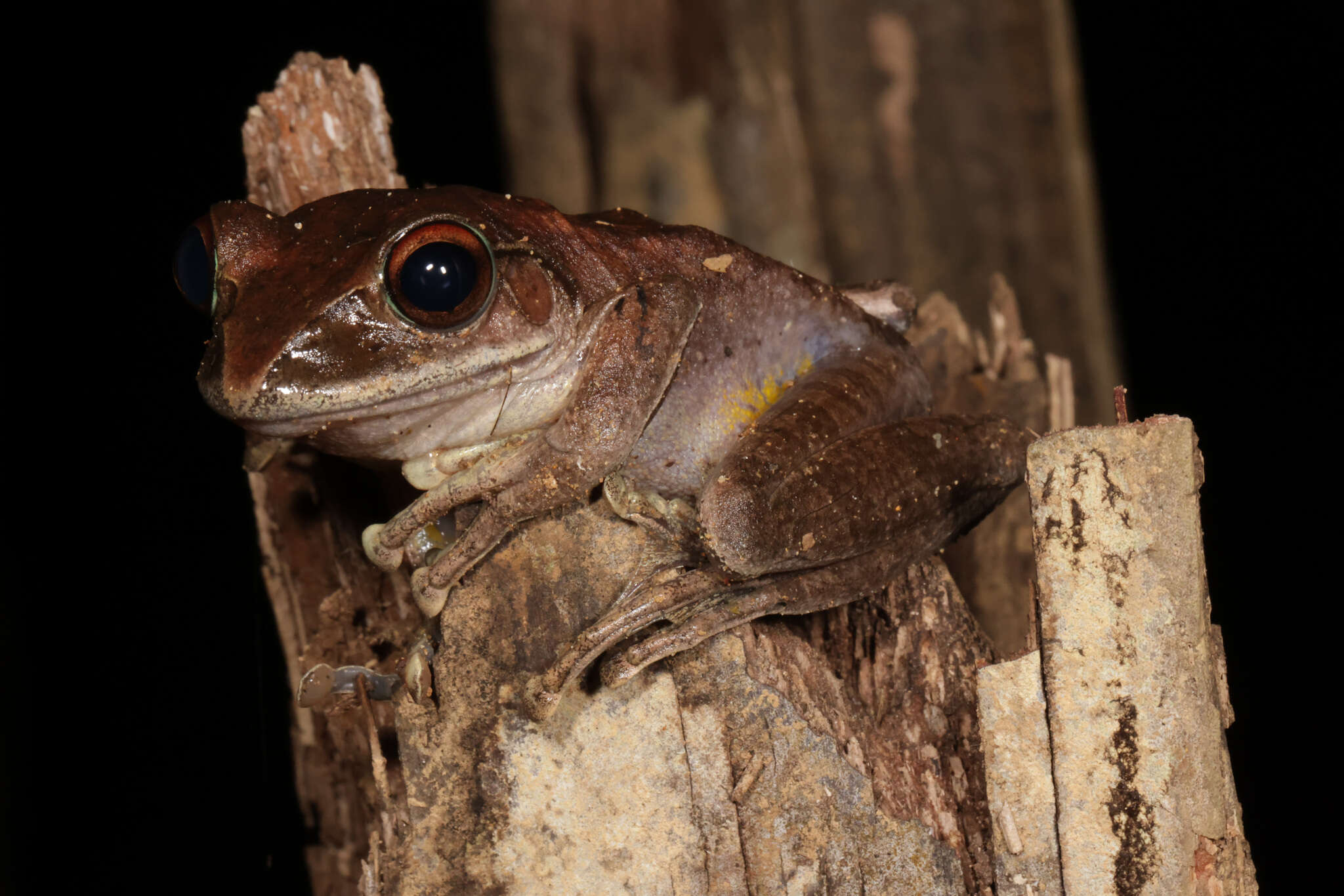 Image of Madagascar Bright-eyed Frog