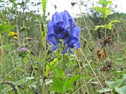 Image of Aconitum jaluense subsp. taigicola (Vorosh.) V. N. Voroshilov