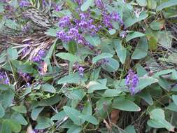 Image of coral-pea