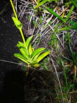 Image of Chelonanthus alatus Standl.