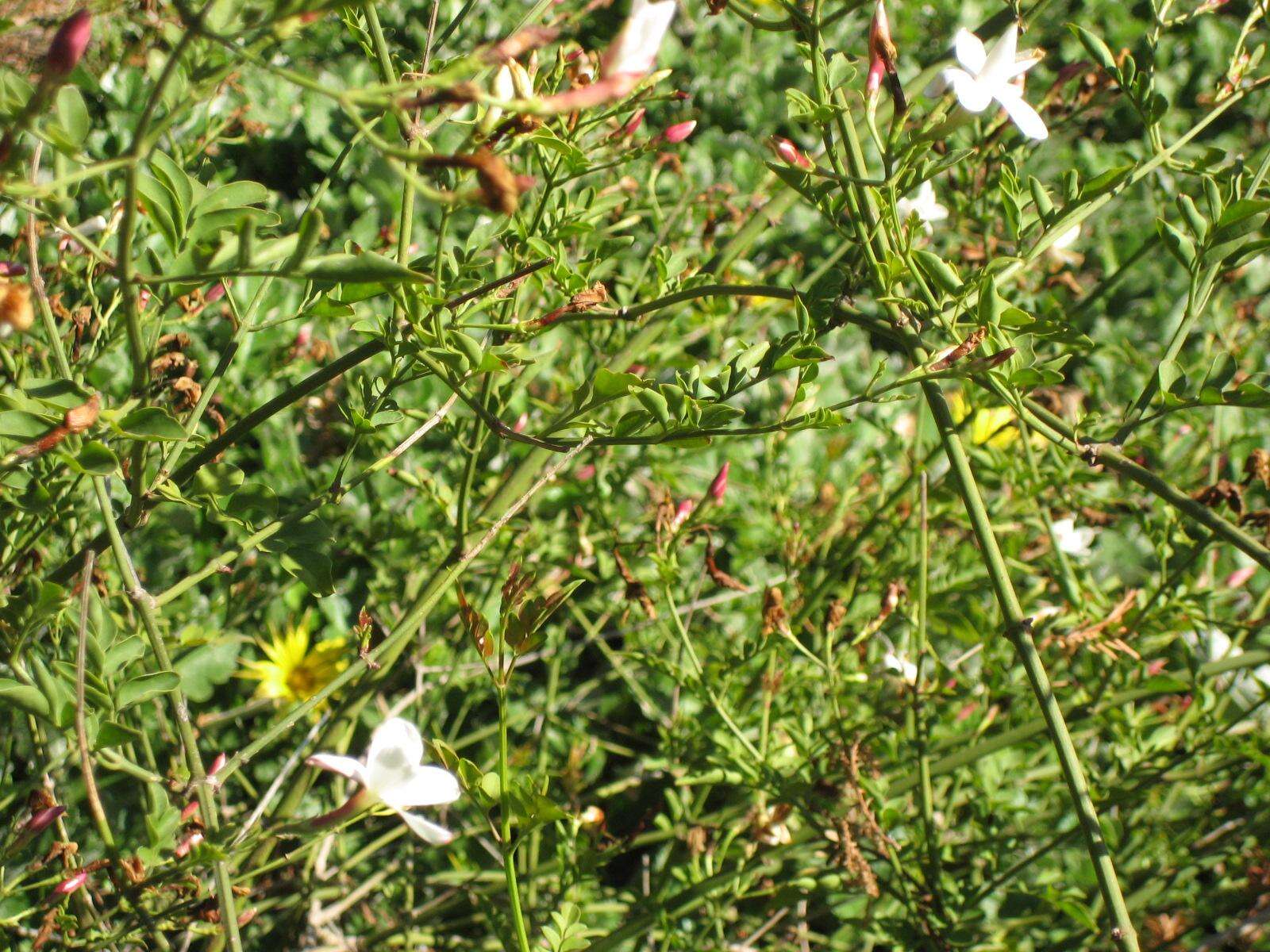 Image of Jasminum grandiflorum L.