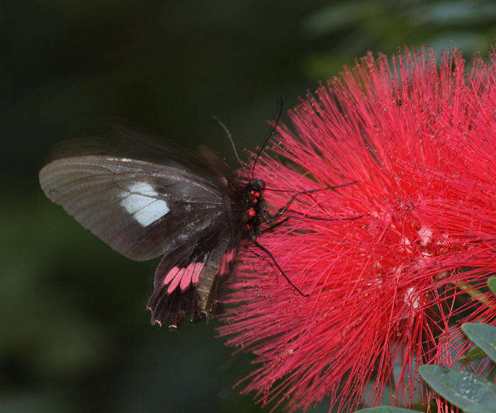 Image of Parides neophilus (Geyer 1837)