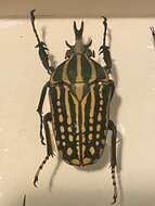 Image of Mecynorhina (Chelorhinella) savagei Harris 1844