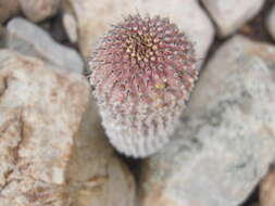 Image de Ceropegia coleorum (Plowes) Bruyns