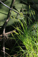 Image de Carex maackii Maxim.