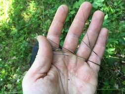 Image of Black-Seed Spear Grass