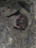 Image of <i>Myotis crypticus</i>