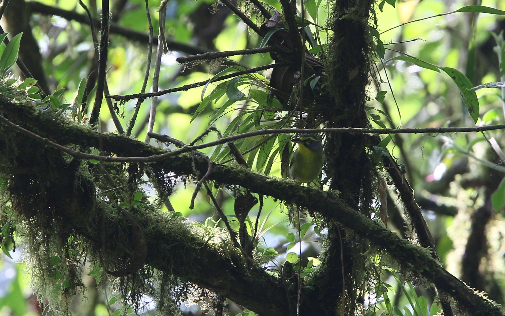 Vireolanius leucotis (Swainson 1838)的圖片