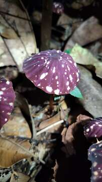 Imagem de Marasmius amazonicus Henn. 1904