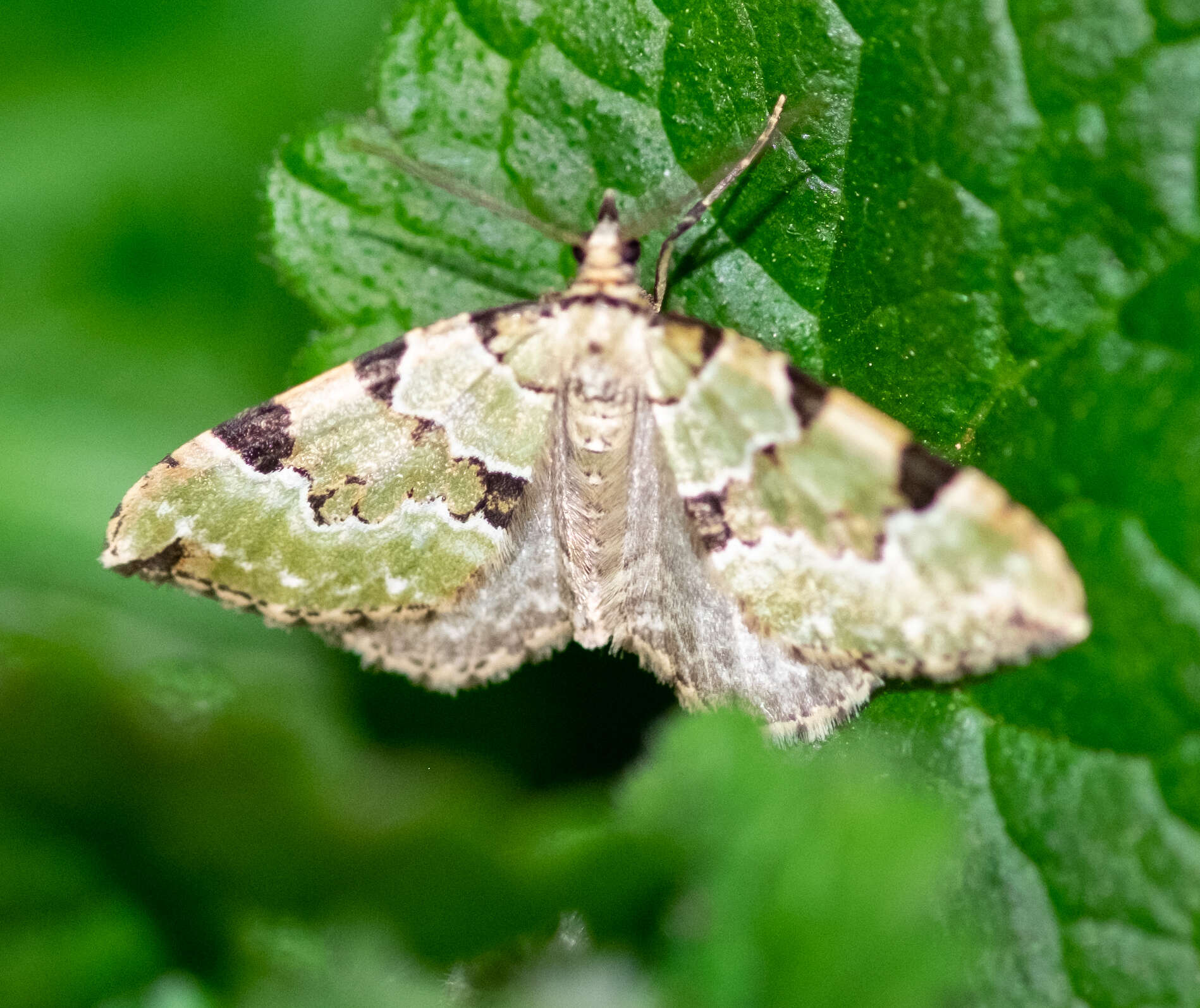 Image of green carpet