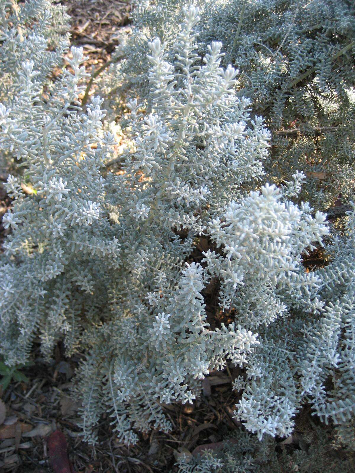 Plancia ëd Maireana sedifolia (F. Müll.) P. G. Wilson