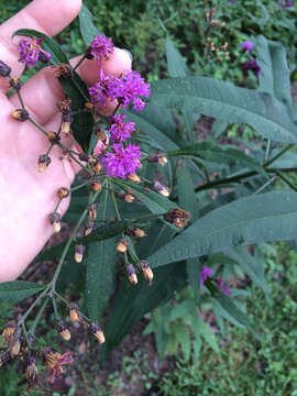 Imagem de Vernonia noveboracensis (L.) Willd.