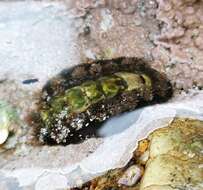 Image of spiny chiton