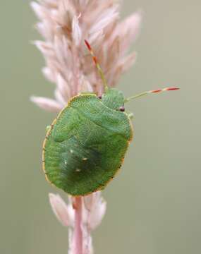 Image of Green shield bug