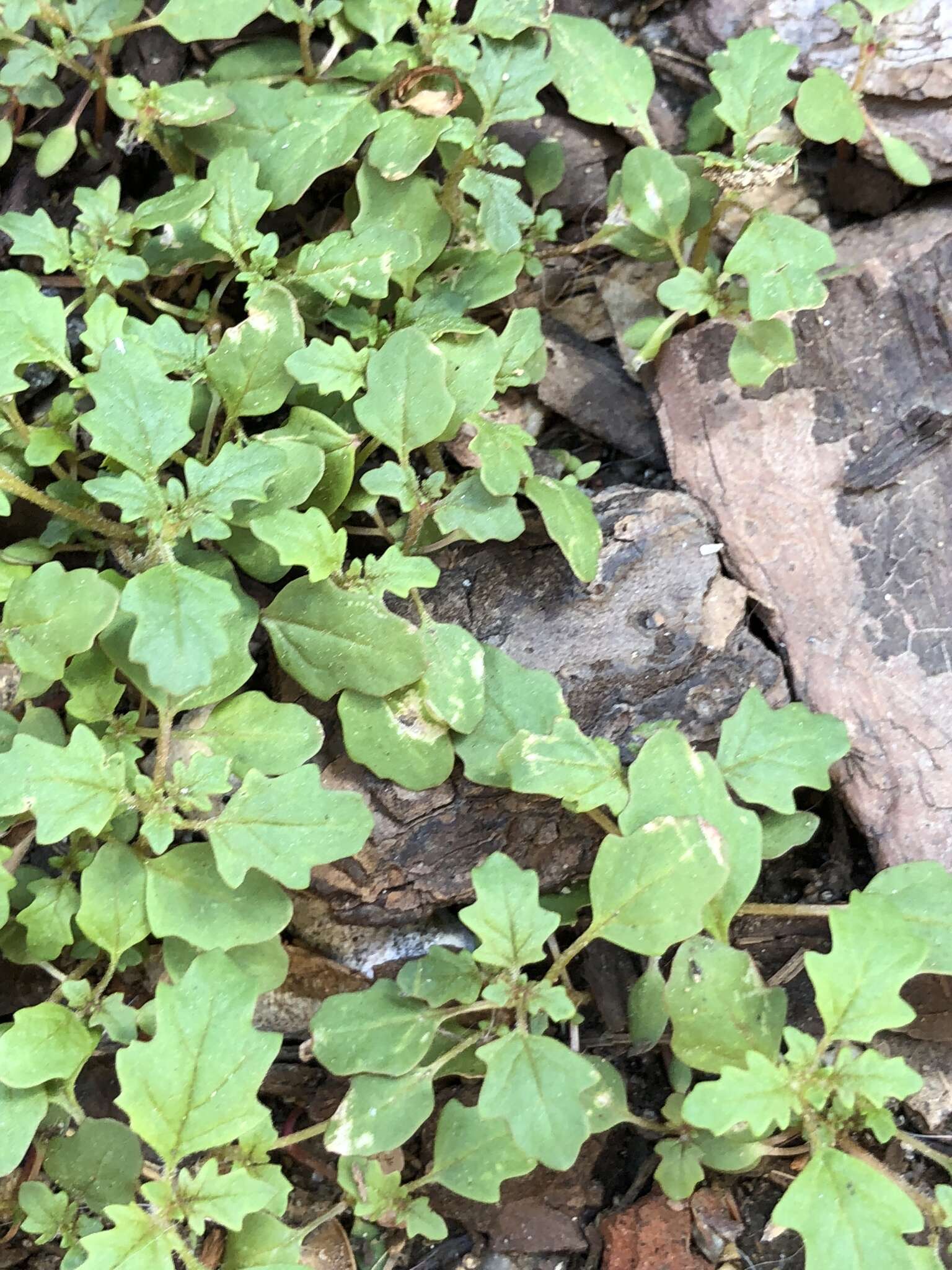 Image of clammy goosefoot