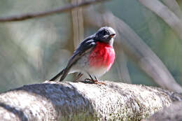 Petroica rosea Gould 1840 resmi