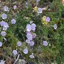 Слика од Dianthus pungens L.