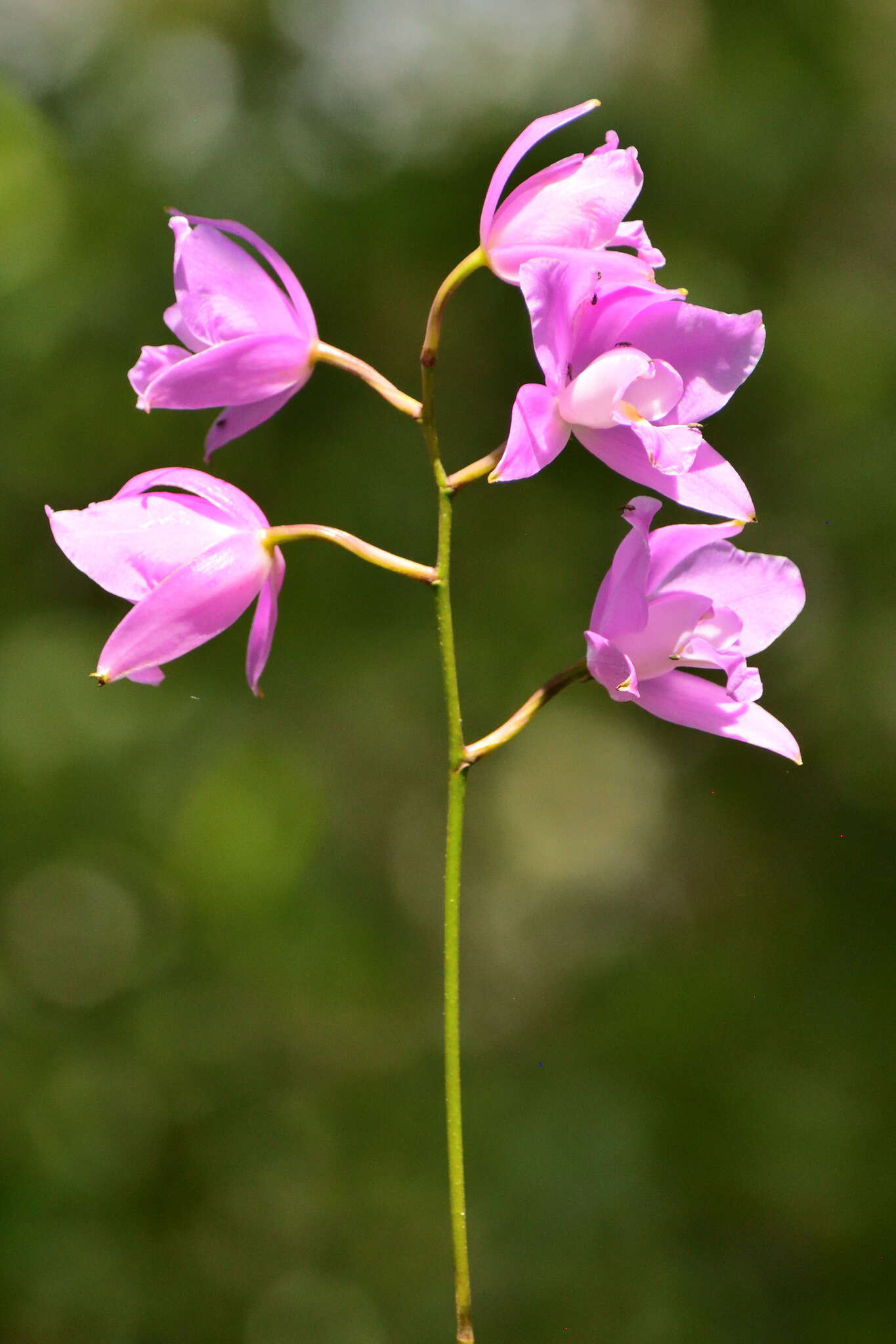 Image of Laelia eyermaniana Rchb. fil.