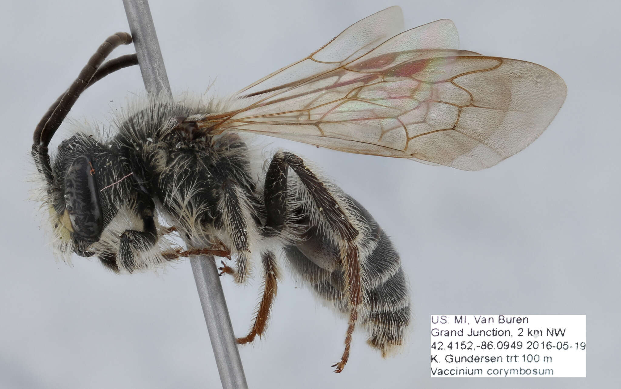 Image of Cresson's Andrena