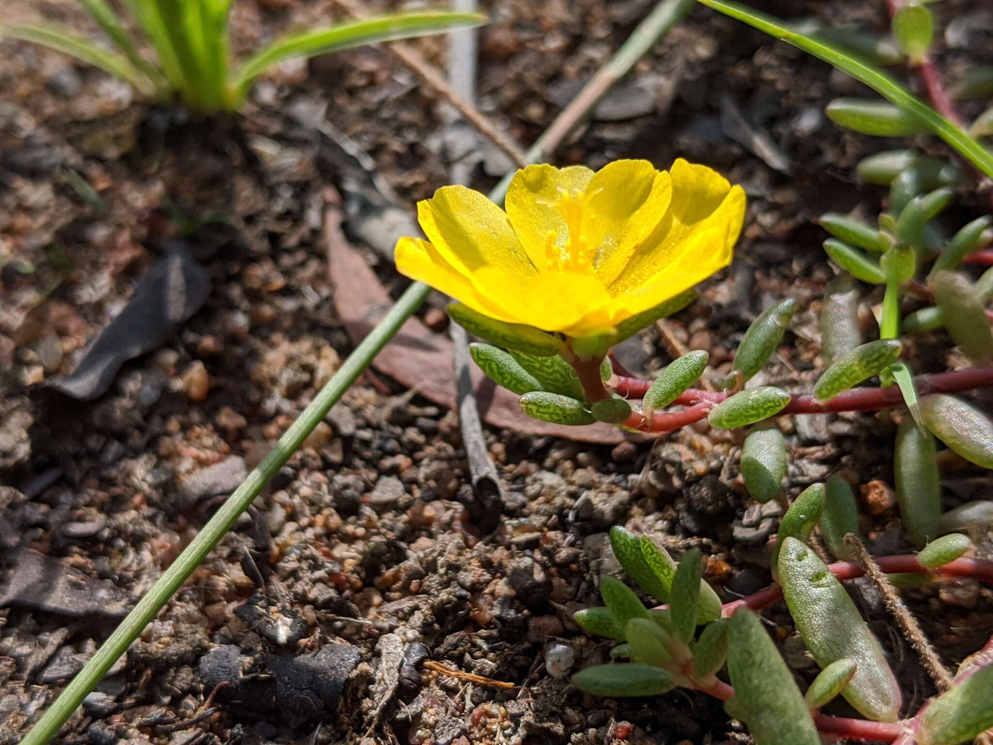 Image of Portulaca pilosa subsp. pilosa