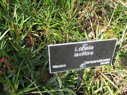 Image de Lobelia laxiflora Kunth