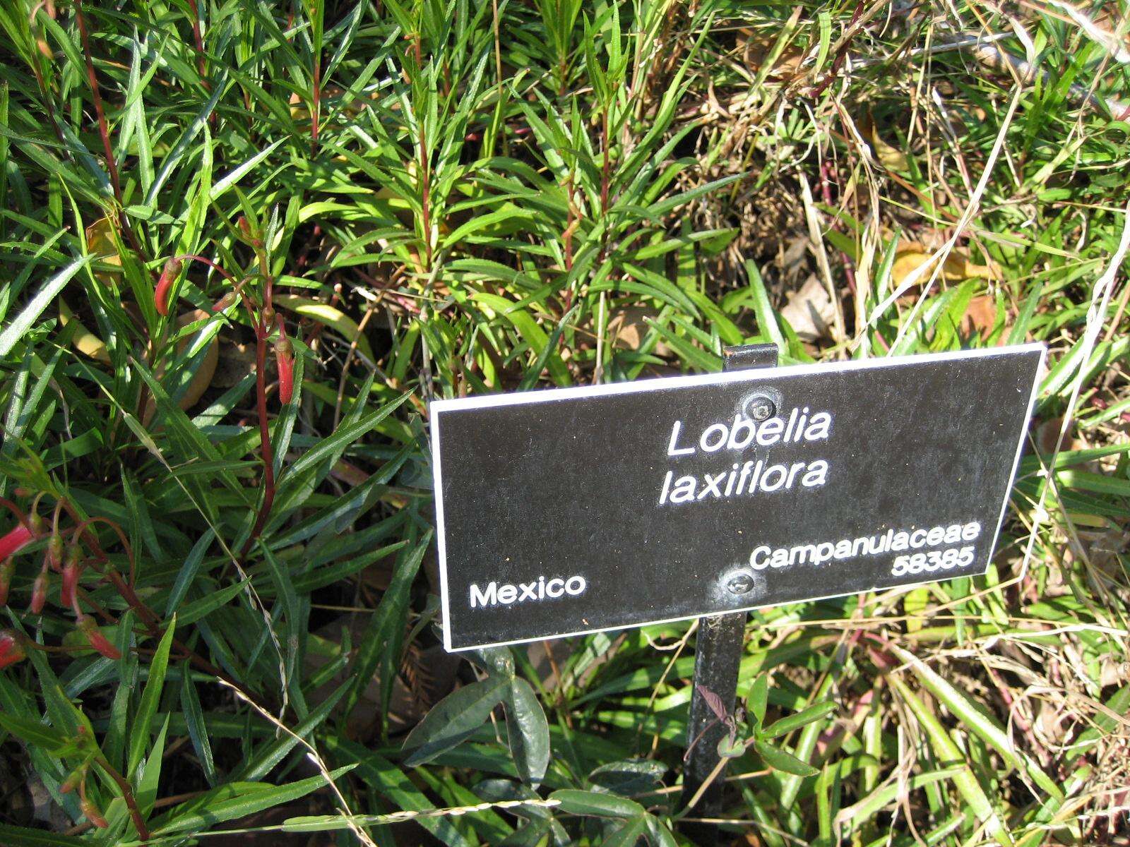 Imagem de Lobelia laxiflora Kunth