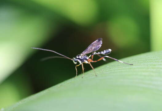 Plancia ëd Leptobatopsis