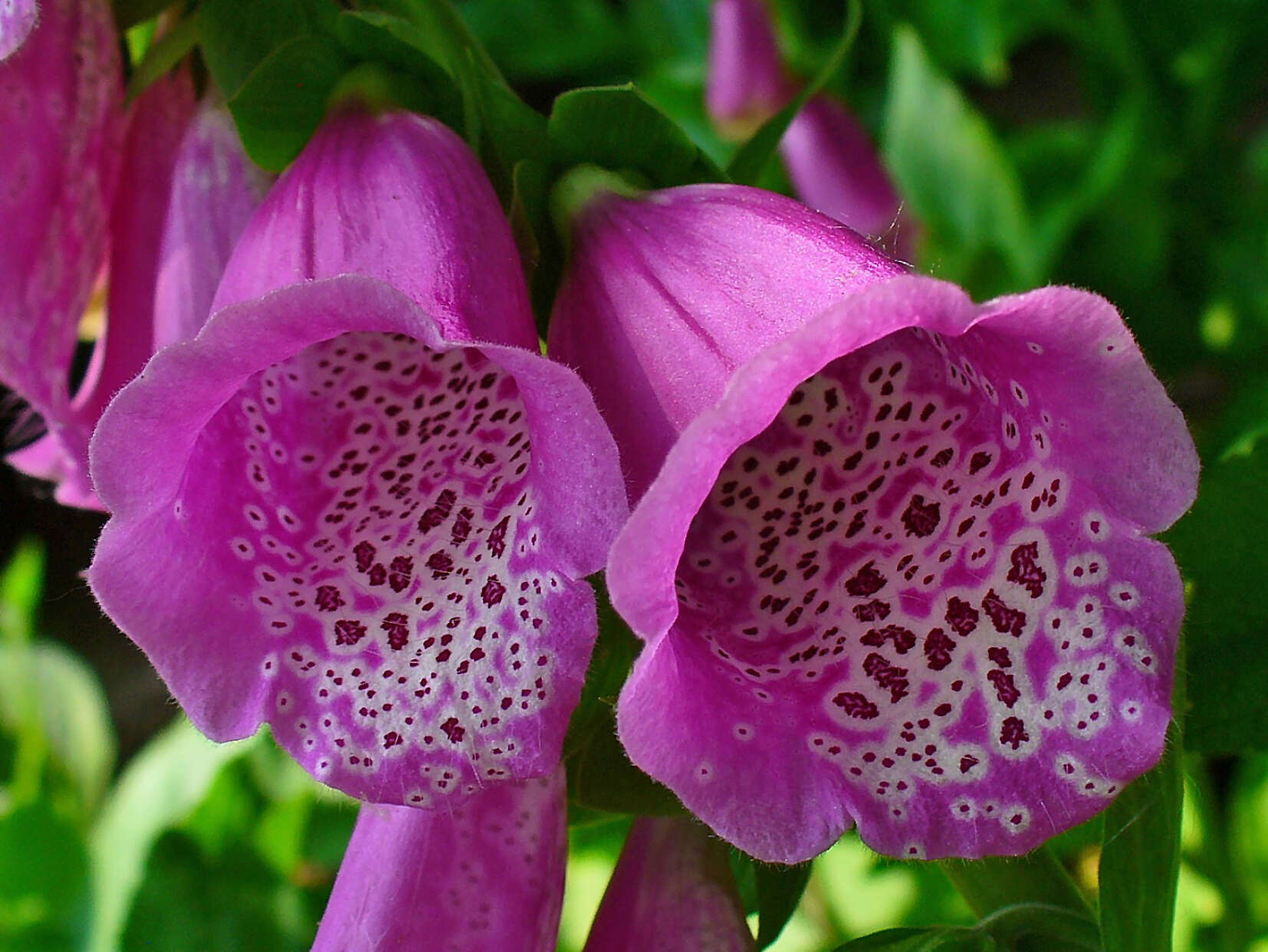 Image of Foxglove