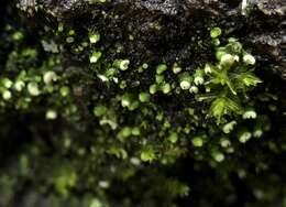 Image of waynea lichen