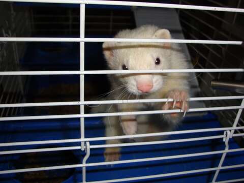 Image of domestic ferret