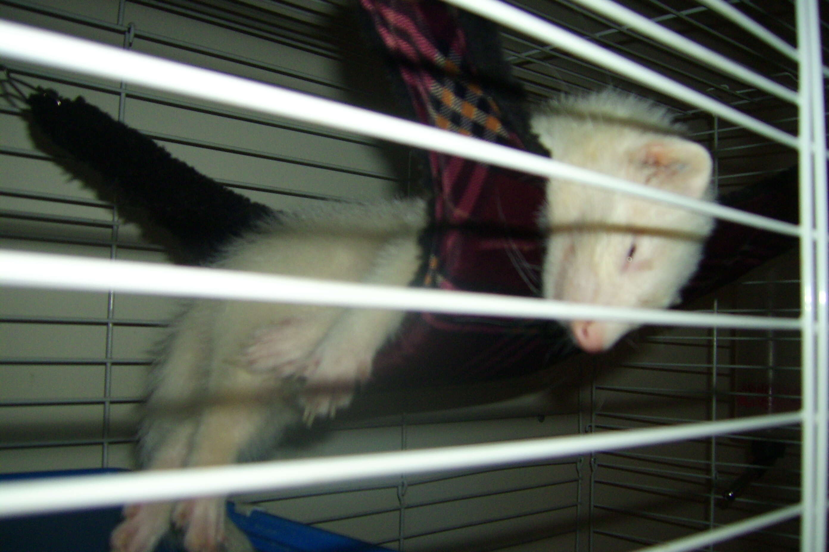 Image of domestic ferret